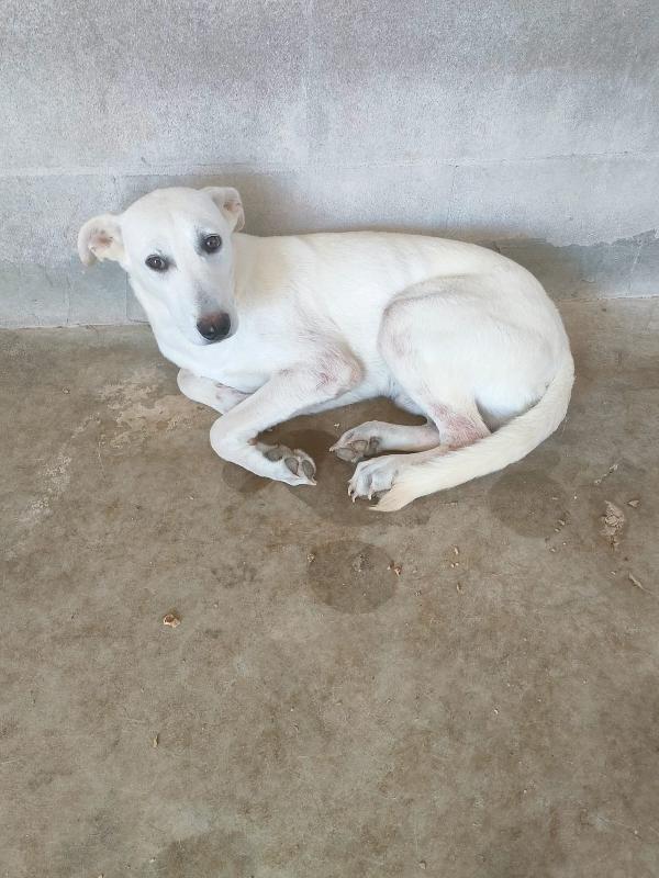 Pongo, Cucciolo Simil Labrador Di 7 Mesi In Canile